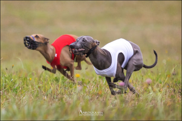 POZNAN COURSING