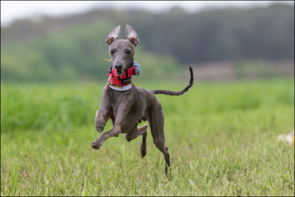 POZNAN COURSING