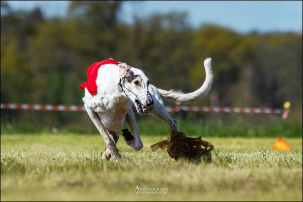 POZNAN COURSING