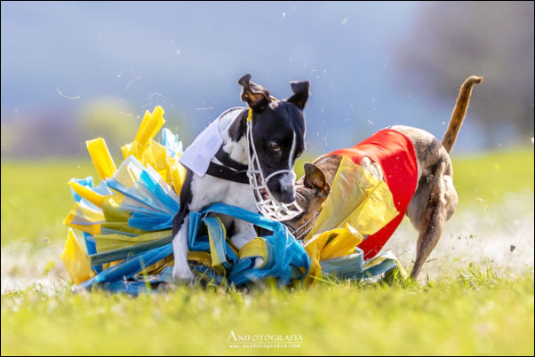 POZNAN COURSING