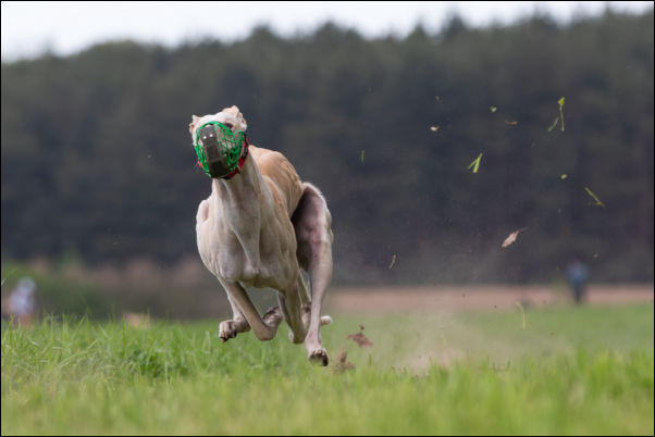 POZNAN COURSING