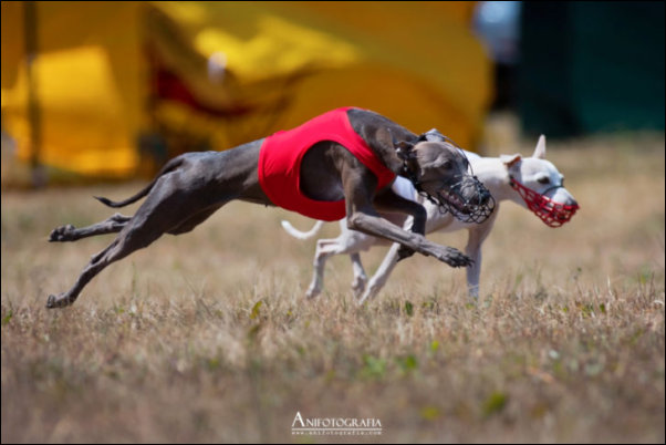 POZNAN COURSING